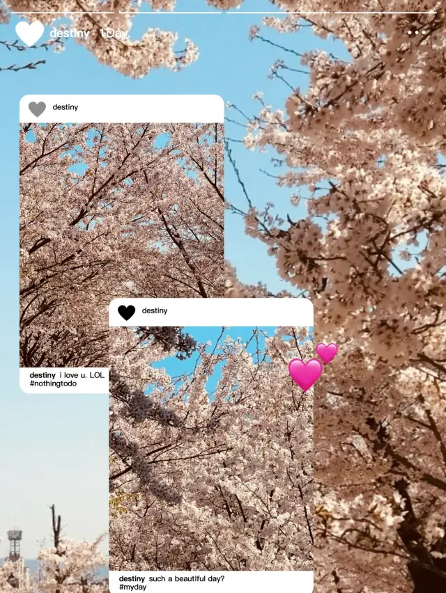 Pink Reflections: Seongnae Stream's Cherry Blossom Mirror