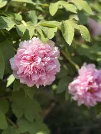 Blossoms Beneath the Willows: A Spring Stroll Through Jiangnan