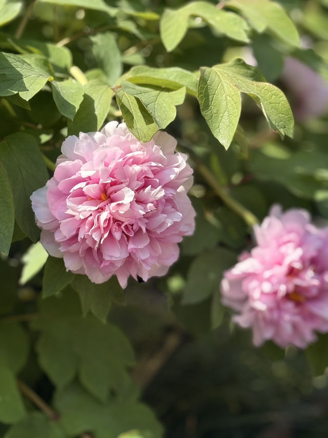 Blossoms Beneath the Willows: A Spring Stroll Through Jiangnan