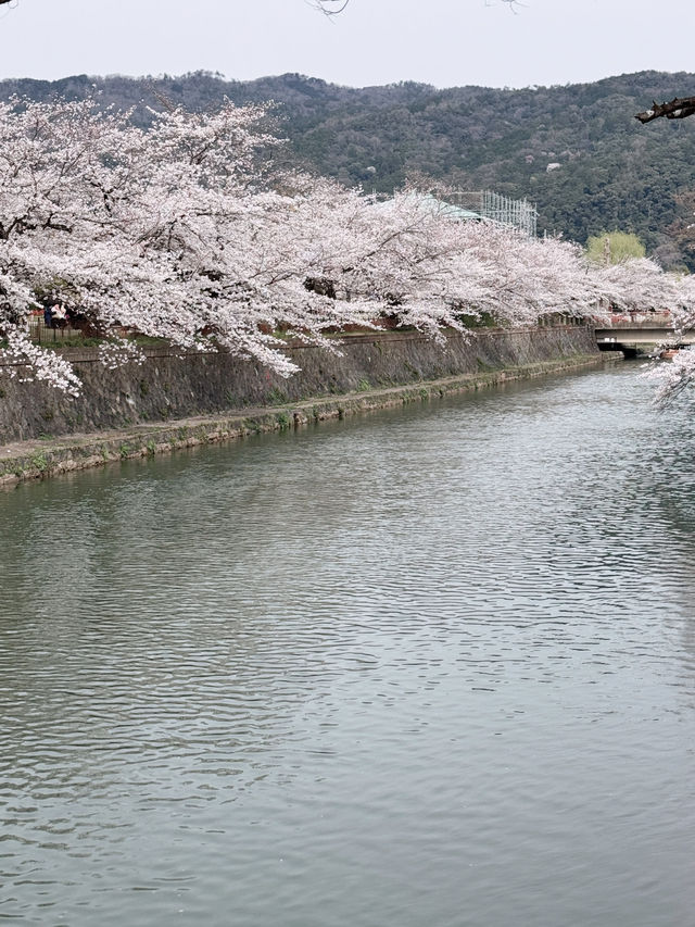 儚くも美しい京都へ