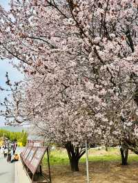 Secret Sakura of Shaolin: A Pilgrimage for the Discerning Flower Lover