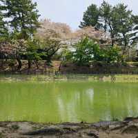 名古屋天王川公園，賞花、親子休憩與屋台美食一次滿足