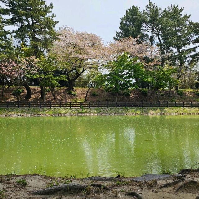 名古屋天王川公園，賞花、親子休憩與屋台美食一次滿足