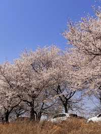 전북 완주 여행, 삼례 금와습지🍃
