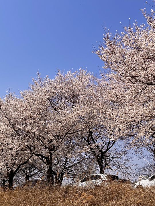 전북 완주 여행, 삼례 금와습지🍃