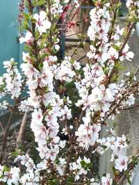 A CHARMING WALK THROUGH GAMCHEON SLOPES AND ALLEYS