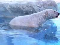 「親子旅行好去處」珠海長隆海洋王國
