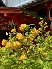 Spring Blossoms at Rokusonno Shrine