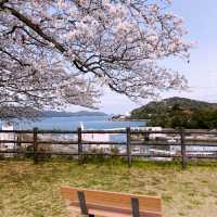【三重/鳥羽】鳥羽水族館と桜スポットのご紹介🦦🌸