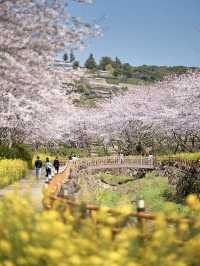 [Jeju Island Cherry Blossom Season | A Pink Paradise Overflowing with Romance!]