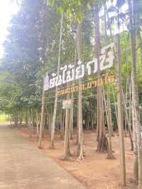 หลบร้อนใต้ “ต้นไม้ยักษ์” 300 ปี จ.อุทัยธานี