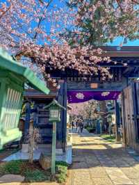 Mitsuzo-in Temple Cherry Blossoms– Kyoto’s Best-Kept Mountain Sakura Secret