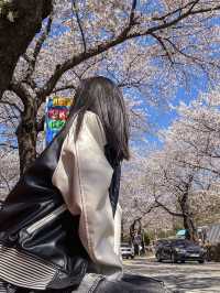 Spring's Best-Kept Secret: Hwagae’s 6km of Blossoms