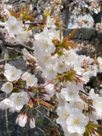 The Dazzling Harmony of a Famous Castle and a Thousand Cherry Trees