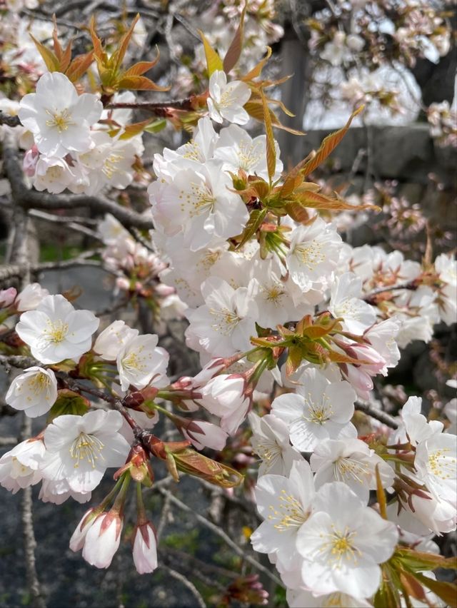 The Dazzling Harmony of a Famous Castle and a Thousand Cherry Trees