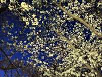 福岡城上視角🌸觀看舞鶴公園的夜櫻燈光秀👏🏻