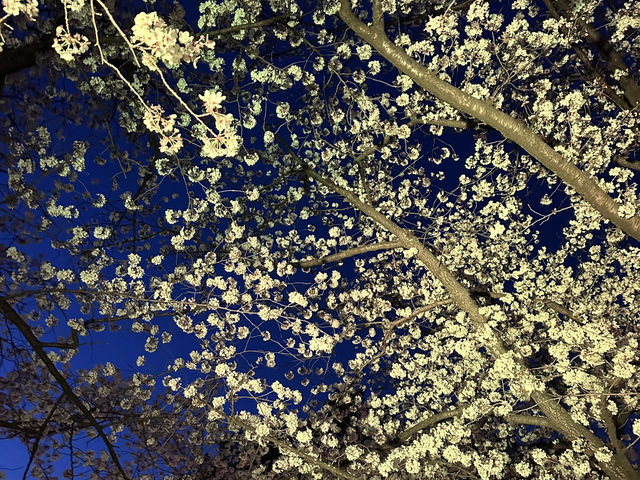 福岡城上視角🌸觀看舞鶴公園的夜櫻燈光秀👏🏻