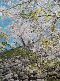 Fukuoka's Cherry Blossoms at Their Peak 🌸💖