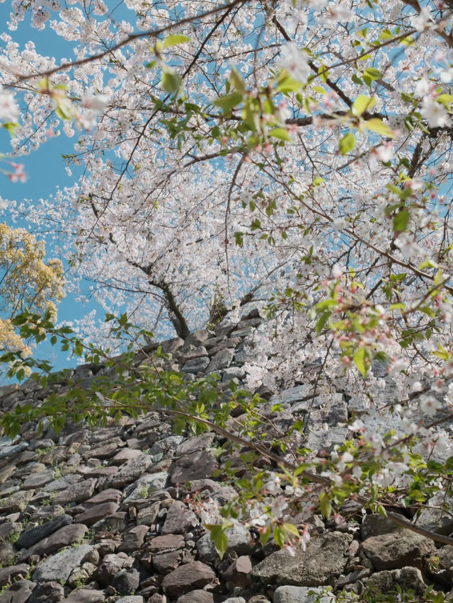 Fukuoka's Cherry Blossoms at Their Peak 🌸💖