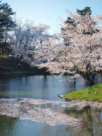 Petal Panorama: Hirosaki’s Castle in Bloom