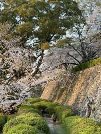 Maizuru Park: Where History Meets Blossoms in Fukuoka