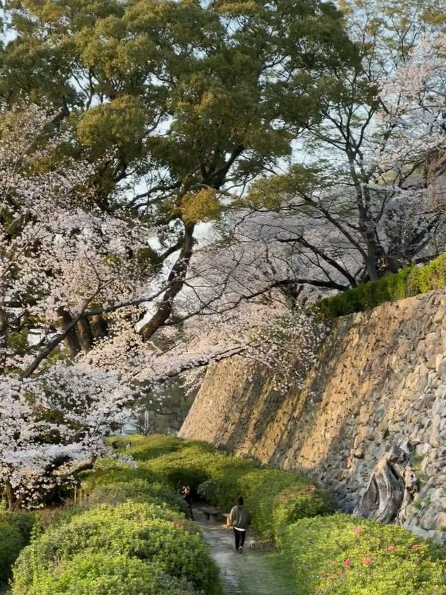 Maizuru Park: Where History Meets Blossoms in Fukuoka