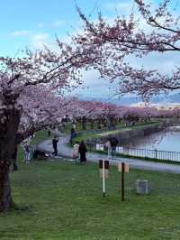 Chasing Cherry Blossoms in Hokkaido: A Magical Afternoon at Hakodate's Goryokaku Park