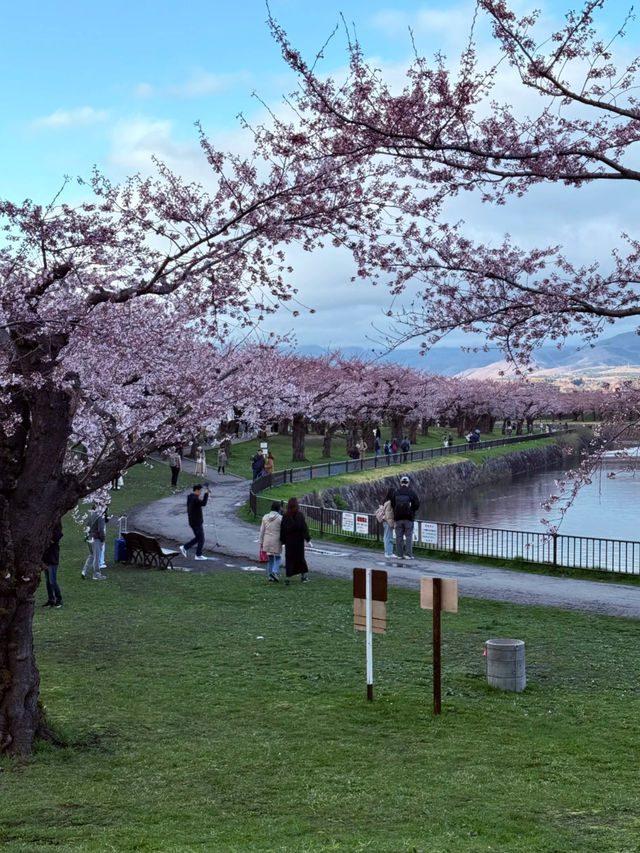 Chasing Cherry Blossoms in Hokkaido: A Magical Afternoon at Hakodate's Goryokaku Park