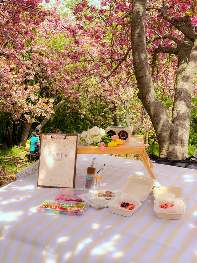 부산 민주공원 겹벚꽃 피크닉💗💗
