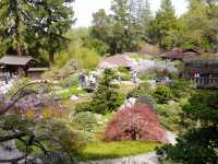 Hakone Gardens: A Springtime Escape in Saratoga