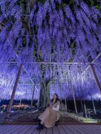 え？これ無料で見れるん？死ぬ前に絶対に見ておきたい藤棚の絶景✨