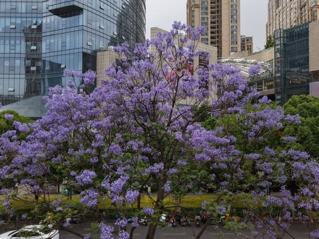 “Spring’s Eternal Kiss: Cherry Blossoms of Kunming”