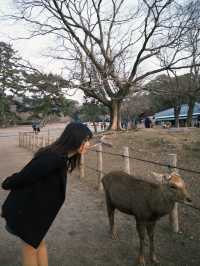 🦌奈良鹿公園探險🇯🇵
