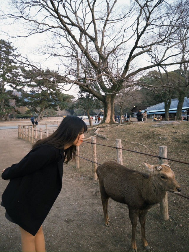 🦌奈良鹿公園探險🇯🇵