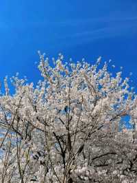 Sakura Blooming in Cheongju