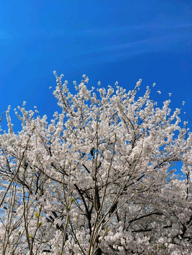 Sakura Blooming in Cheongju