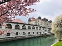 Blossoms in Slovenia, Ljubljana