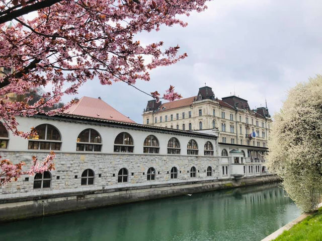 Blossoms in Slovenia, Ljubljana