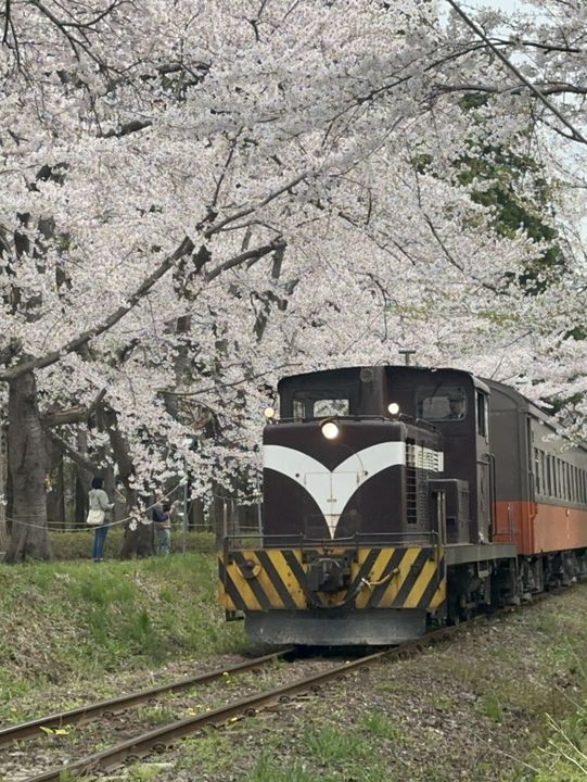 火車櫻花隧道