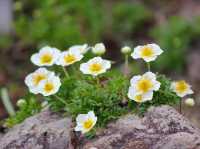 “The Scholar’s Garden: Hokkaido University in Bloom” 
