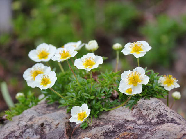 “The Scholar’s Garden: Hokkaido University in Bloom” 