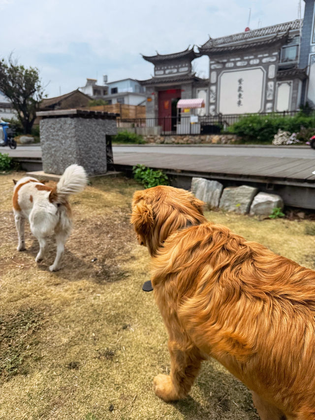 🇨🇳운남성 대리여행 여유로운 얼하이 호수에서 힐링하기🧜‍♀️