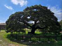 Andong Hahoe Folk Village (Andong)