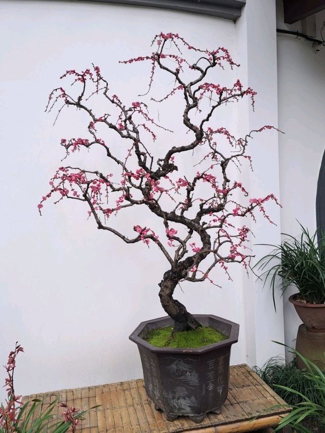 고요한 정원 속 작은 세계, 두보초당의 분재