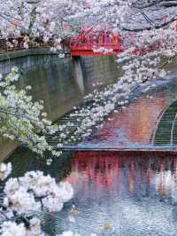 跟著櫻花季遊東京～