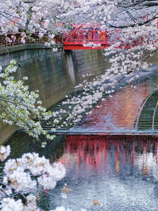 跟著櫻花季遊東京～