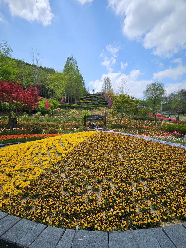 🌷가족과 함께 아산 꽃놀이 피나클랜드 