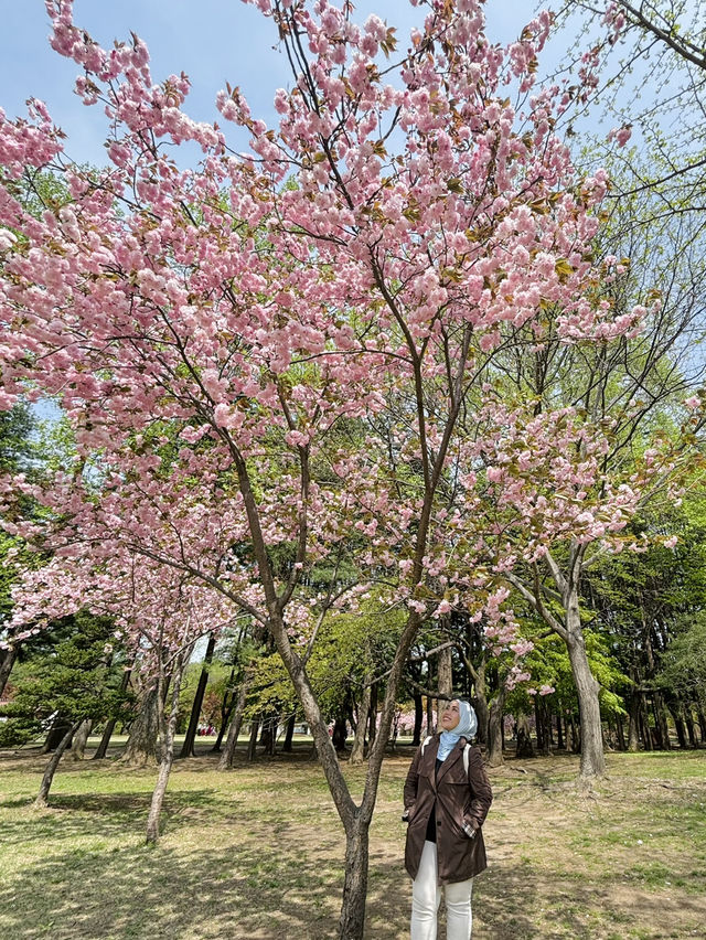 Small Budget Traveling to Seoul, Korea