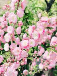 blossom in china 