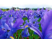 Explore Floral Fantasy: A Taichung Getaway at Zhongshe Flower Market